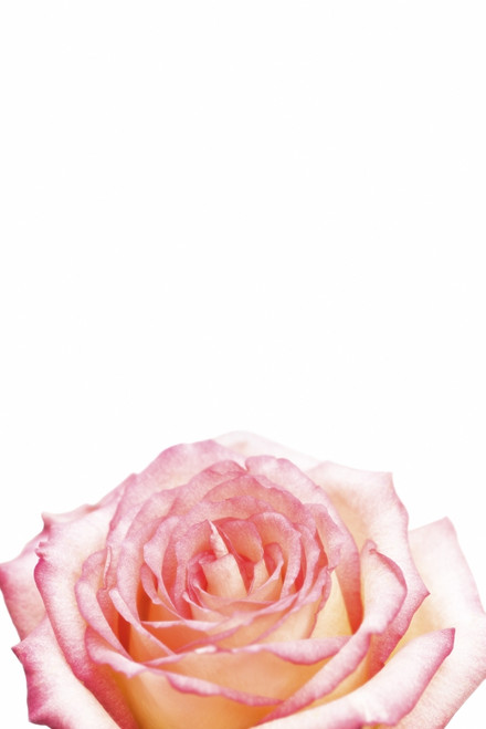 Rose PosterPrint - Item # VARDPI1835928