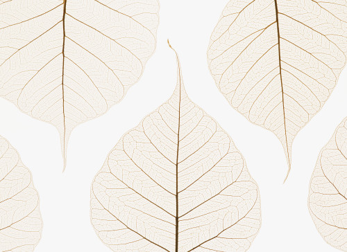 Arranged Leaves PosterPrint - Item # VARDPI1795416