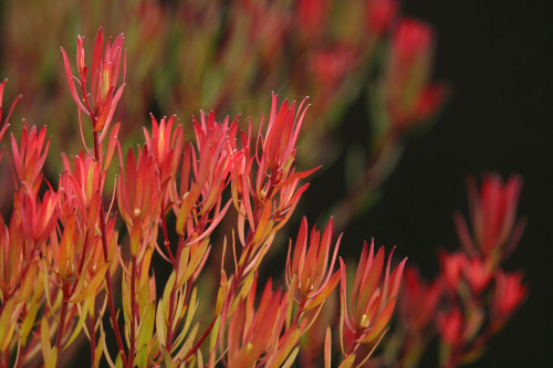 Bush Of Red And Yellow Leaves PosterPrint