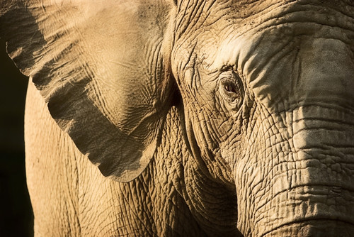 Elephant PosterPrint - Item # VARDPI1816174
