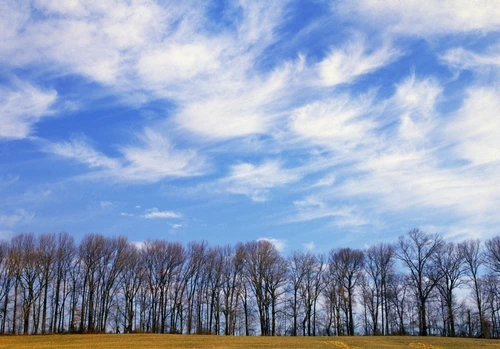 Trees And Clouds PosterPrint
