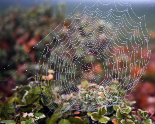 Spider Web With Dew PosterPrint
