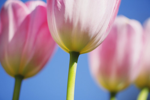 Tulips PosterPrint - Item # VARDPI1860973