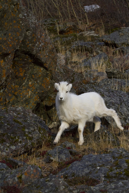 A young bighorn sheep (Ovis canadensis) standing among rocks and grass PosterPrint - Item # VARDPI2382035