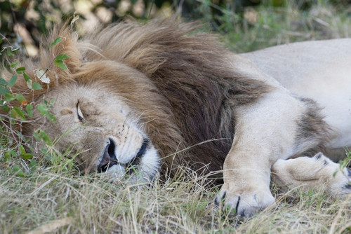 Lion PosterPrint