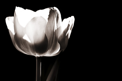 Tulip PosterPrint - Item # VARDPI1827661
