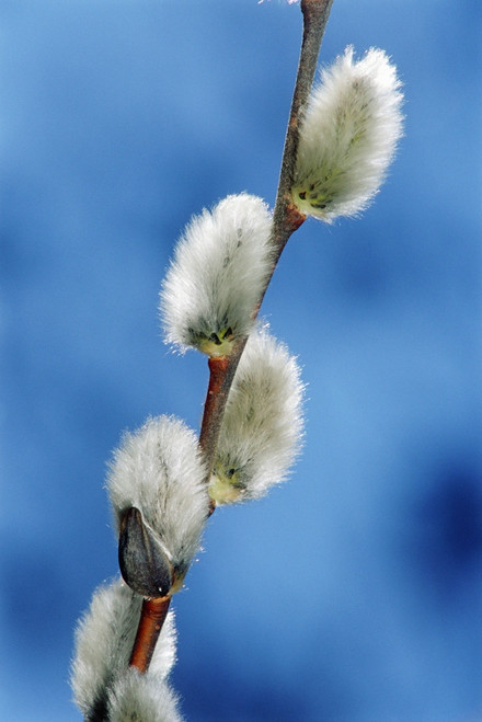 Pussy Willow Catkins PosterPrint - Item # VARDPI2017068
