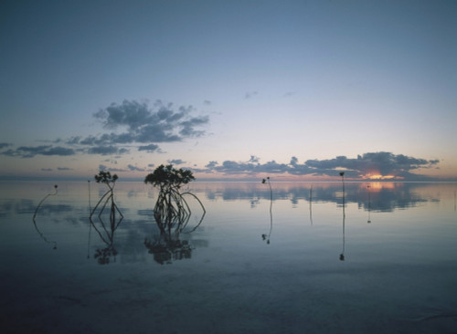 Looking Out To Sea Past Mangrove Shoots At Sunset PosterPrint - Item # VARDPI1878304