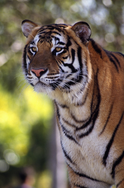 Bengal Tiger PosterPrint - Item # VARDPI1792615