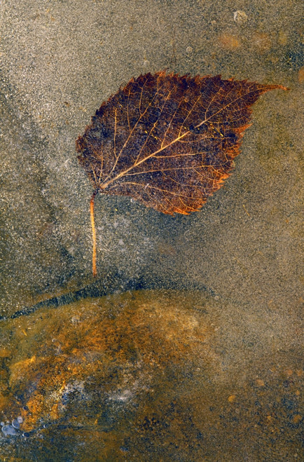 Frozen Leaf PosterPrint - Item # VARDPI1789608