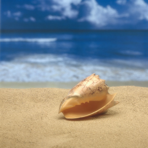 Close-Up Of Seashell On Beach With Ocean Soft Focus In Background A33D PosterPrint - Item # VARDPI1997465