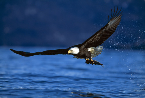 Bald Eagle (Haliaeetus Leucocephalus) Clutching Fish PosterPrint - Item # VARDPI1784737
