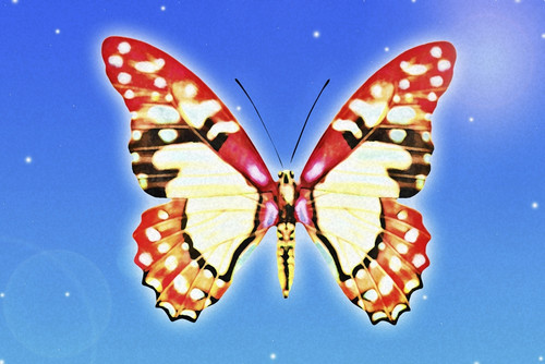 Butterfly PosterPrint - Item # VARDPI1827717
