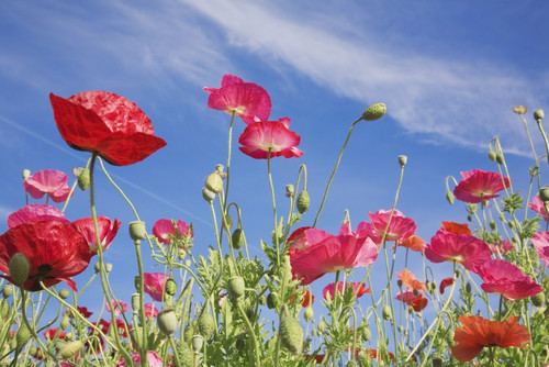 Red Flowers Against Blue Sky PosterPrint - Item # VARDPI1860982