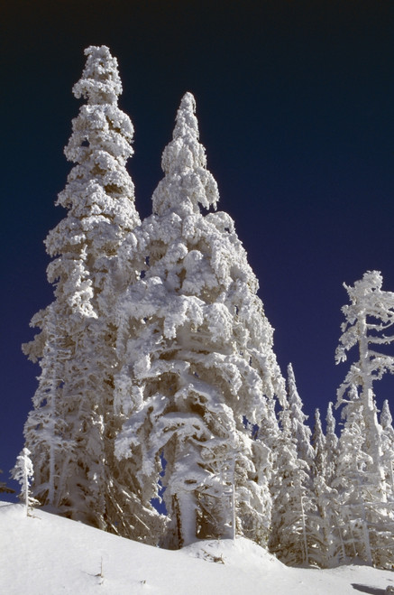 Snow-Covered Pine Trees On Mount Hood PosterPrint - Item # VARDPI1783833