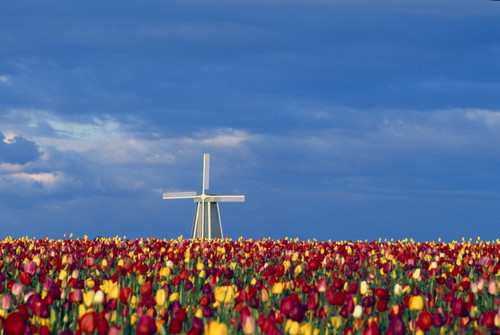 Field Of Tulips With Windmill PosterPrint - Item # VARDPI1784063