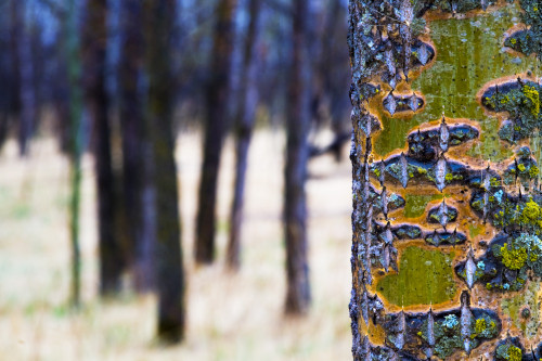 Tree Trunk With Bare Trees In The Distance PosterPrint - Item # VARDPI1829648