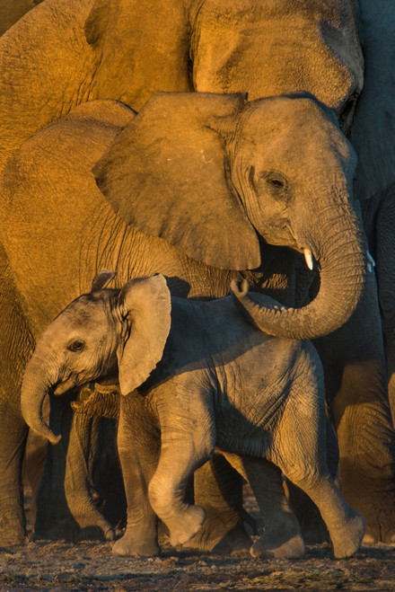 African Elephants at waterhole, Etosha National Park, Namibia Poster Print by Panoramic Images - Item # VARPPI156534
