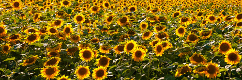 Sunflowers growing in a field, Dunham, Quebec, Canada Poster Print by Panoramic Images - Item # VARPPI173896