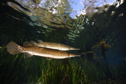 Florida gar, Silver Glen Springs, Florida. Poster Print by VWPics/Stocktrek Images - Item # VARPSTVWP400458U