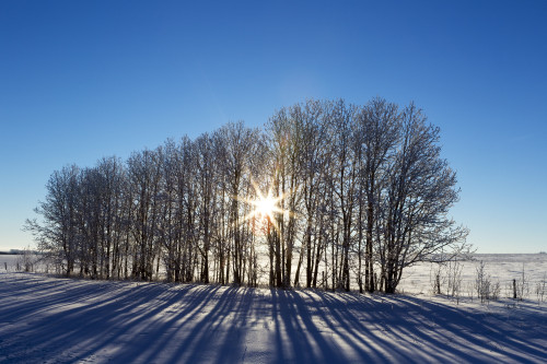 Silhouette of a row of trees in a snow covered field with sun burst and blue sky; Alberta, Canada Poster Print by Michael Interisano / Design Pics - Item # VARDPI12307885