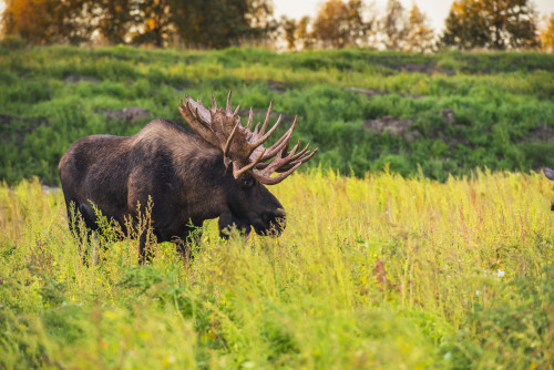 The large bull moose Known as "Hook" who roams in the Kincade Park area is seen during the fall rut, South-central Alaska; Anchorage, Alaska, United States of America Poster Print by Michael Jones / Design Pics - Item # VARDPI12319446