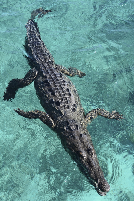 American crocodile at Jardines de la Reina in Cuba. Poster Print by VWPics/Stocktrek Images - Item # VARPSTVWP401485U