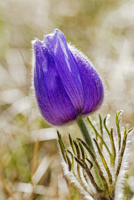 Close up of a crocus flower; Calgary, Alberta, Canada Poster Print by Michael Interisano / Design Pics - Item # VARDPI12311564