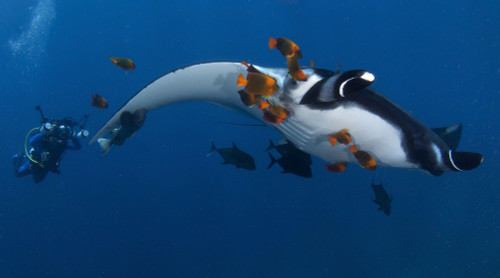 Manta ray, scuba diver and clarion angelfish, Socorro Island, Pacific Ocean, Mexico. Poster Print by VWPics/Stocktrek Images - Item # VARPSTVWP401444U