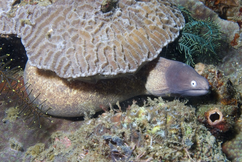 White-eyed moray eel, Lembeh Strait, Indonesia. Poster Print by VWPics/Stocktrek Images - Item # VARPSTVWP401222U
