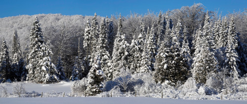 Snow covered trees, Brome Lake, Quebec, Canada Poster Print by Panoramic Images - Item # VARPPI173897