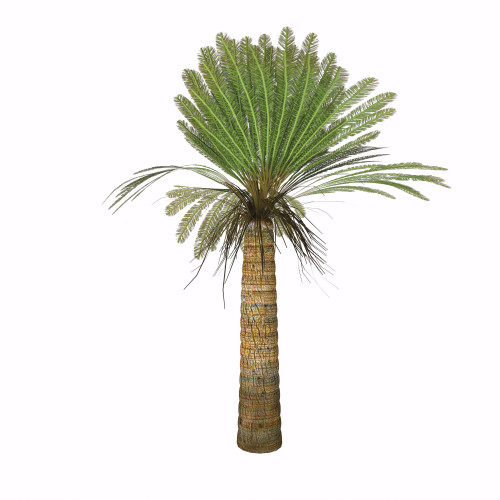Cycad plant on white background. Poster Print by Corey Ford/Stocktrek Images - Item # VARPSTCFR200747P