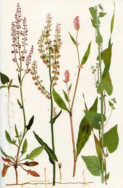 Wildflowers.  1.Sheep's Sorrel 2.Common Sorrel 3.Spotted Persicaria 4.Black Bindweed 4a. Seedling of Black Bindweed. Poster Print by Hilary Jane Morgan / Design Pics - Item # VARDPI12285712