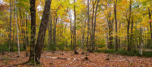 Trees in forest during autumn, Mount Desert Island, Acadia National Park, Hancock County, Maine, USA Poster Print by Panoramic Images - Item # VARPPI162269