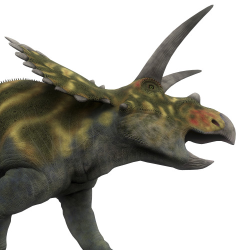 Coahuilaceratops dinosaur, side view. Poster Print by Corey Ford/Stocktrek Images - Item # VARPSTCFR200696P
