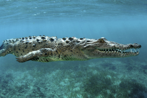 American crocodile at Jardines de la Reina in Cuba. Poster Print by VWPics/Stocktrek Images - Item # VARPSTVWP401482U