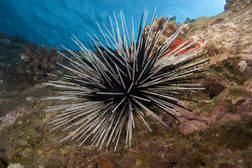 Banded sea urchin, Echinothrix calamaris, Hawaii. Poster Print by VWPics/Stocktrek Images - Item # VARPSTVWP400158U