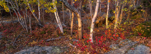 Trees in forest during autumn, Mount Desert Island, Acadia National Park, Hancock County, Maine, USA Poster Print by Panoramic Images - Item # VARPPI162259