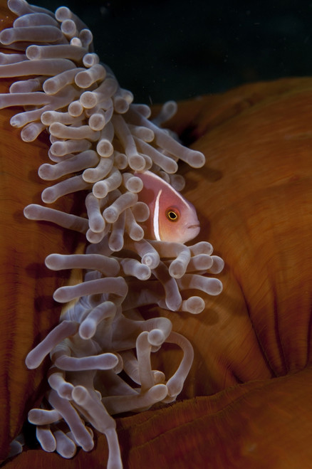 A pink anemonefish swims in a magnificent sea anemone. Poster Print by VWPics/Stocktrek Images - Item # VARPSTVWP400815U