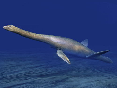 Cryptoclidus is an extinct plesiosaur from the Late Jurassic of England. Poster Print by Nobumichi Tamura/Stocktrek Images - Item # VARPSTNBT600220P