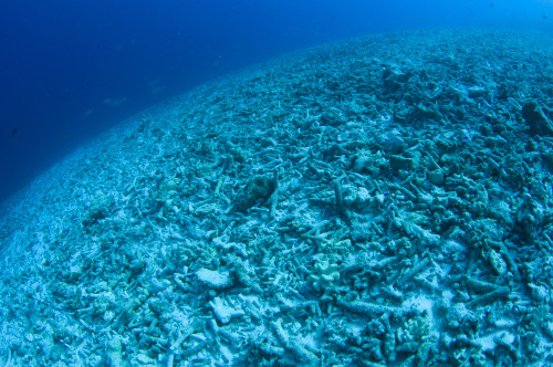 A completely destroyed reef due to bomb or dynamite fishing, Spice Islands, Indonesia. Poster Print by VWPics/Stocktrek Images - Item # VARPSTVWP400820U