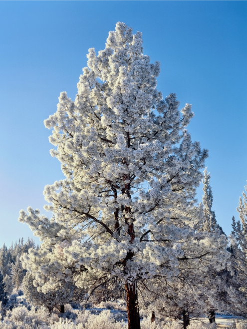 Hoar frost ponderos pine tree, Sundance Ranch, Bend, Deschutes County, Oregon, USA Poster Print by Panoramic Images - Item # VARPPI173792