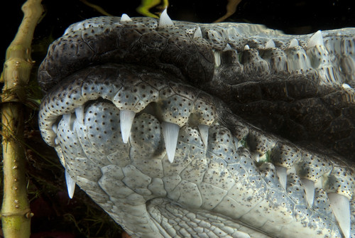 Close-up of the snout on a moreleti crocodile. Poster Print by VWPics/Stocktrek Images - Item # VARPSTVWP401367U