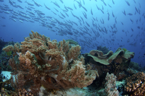 Jack fish swimming over soft corals at Apo Island, Philippines. Poster Print by VWPics/Stocktrek Images - Item # VARPSTVWP400971U