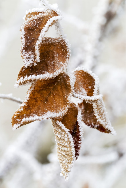 Close up of frosted dried brown leaves; Calgary, Alberta, Canada Poster Print by Michael Interisano / Design Pics - Item # VARDPI12307877