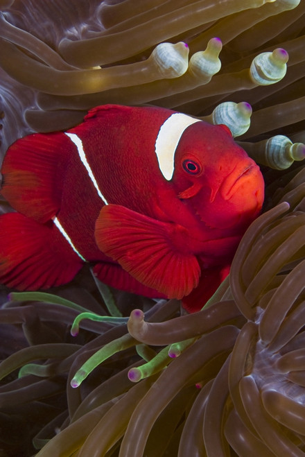 Female spine-cheek anemonefish and sea anemone, Indonesia. Poster Print by VWPics/Stocktrek Images - Item # VARPSTVWP400174U