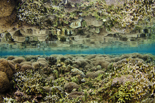 Reflection of a hard coral garden, Maluku Region, Indonesia. Poster Print by VWPics/Stocktrek Images - Item # VARPSTVWP400831U
