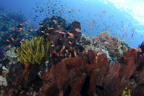 Anthias fish hover over sponges and soft coral, Spice Islands, Indonesia. Poster Print by VWPics/Stocktrek Images - Item # VARPSTVWP400782U