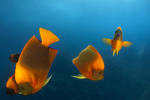 Group of clarion angelfish, Socorro Island, Mexico. Poster Print by VWPics/Stocktrek Images - Item # VARPSTVWP401426U