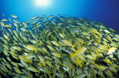 School of bluestripe snapper in the South Ari Atoll, Maldives. Poster Print by Steve Jones/Stocktrek Images - Item # VARPSTSJN400755U